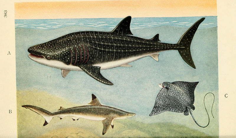 Illustration for article titled Vintage Shark Illustrations Are Jaw-Droppingly Gorgeous